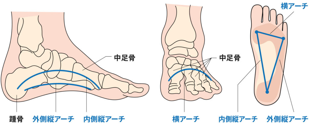 足裏の３つのアーチ