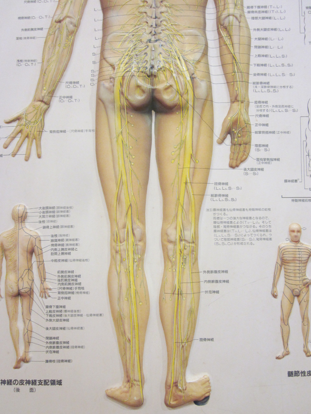 黄色の部分が坐骨神経