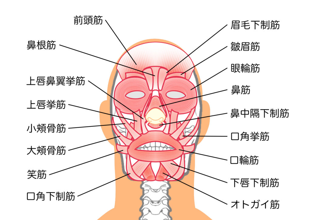 表情筋