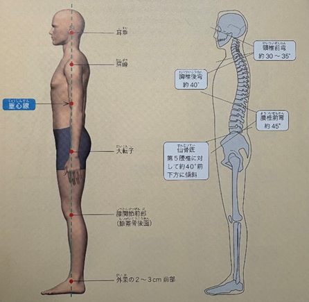 理想的な姿勢_体を横から見た場合(引用元:姿勢の教科書/著者:竹井 仁/出版:ナツメ社)