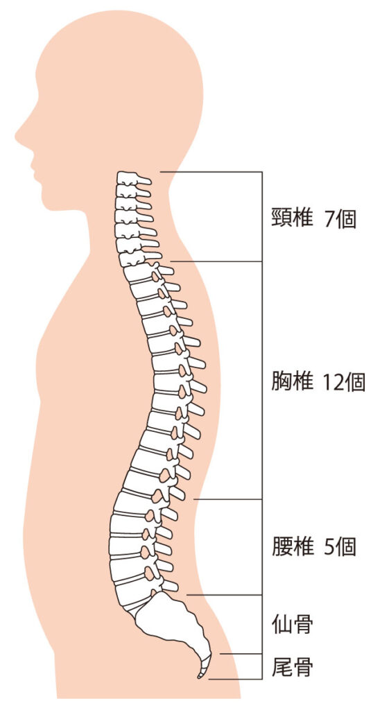 背骨(人体図)